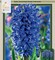 Blue Jacket Hyacinth 5 Bulbs - True Blue - Fragrant - 15/16 cm Bulbs